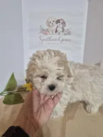 READY NOW! Rocky, a male Maltipoo for sale in Mount Olive, NC – Photo 2 of 5