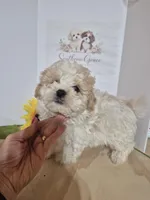 READY NOW! Rocky, a male Maltipoo for sale in Mount Olive, NC – Photo 3 of 5