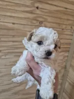 READY NOW! Rocky, a male Maltipoo for sale in Mount Olive, NC – Photo 5 of 5