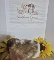 Trinity, a female Maltipoo for sale in Mount Olive, NC – 2 of 2