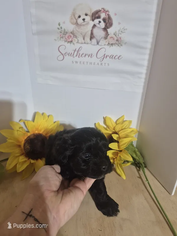 Steel – Maltipoo puppy for sale in Mount Olive, NC