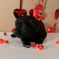 Parker - READY NOW!, a female Shihpoo for sale in Mount Olive, NC – Photo 4 of 9