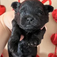 Parker - READY NOW!, a female Shihpoo for sale in Mount Olive, NC – Photo 3 of 9