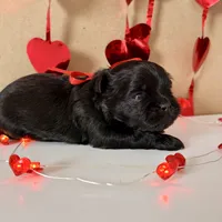 Parker - READY NOW!, a female Shihpoo for sale in Mount Olive, NC – Photo 6 of 9