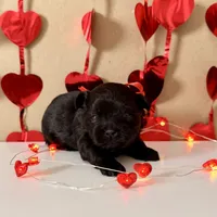 Parker - READY NOW!, a female Shihpoo for sale in Mount Olive, NC – Photo 2 of 9