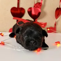 Parker - READY NOW!, a female Shihpoo for sale in Mount Olive, NC – Photo 5 of 9