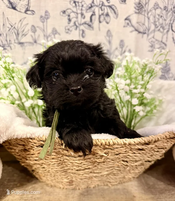Parker - READY NOW! – Shihpoo puppy for sale in Mount Olive, NC