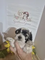 Snoopy - READY NOW!!, a male Maltipoo for sale in Mount Olive, NC – 3 of 3