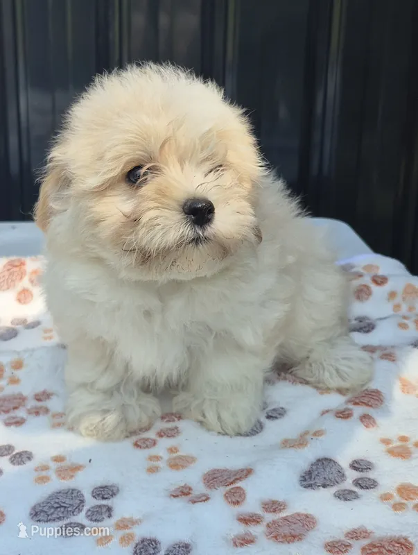 READY NOW! Tessa – Maltipoo puppy for sale in Mount Olive, NC