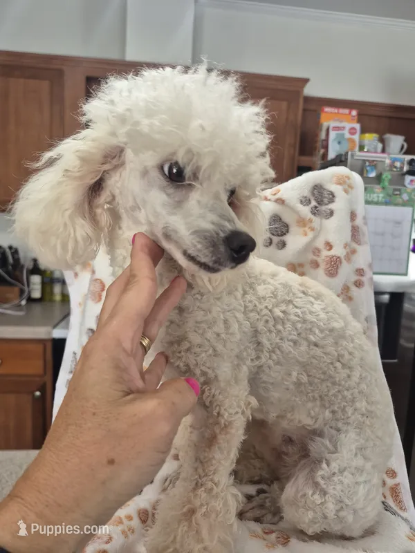 Baby – Poodle - Toy  puppy for sale in Mount Olive, NC