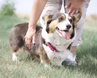 Maui, a female Pembroke Welsh Corgi for sale in Akron, CO – 5 of 10