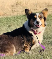 Maui, a female Pembroke Welsh Corgi for sale in Akron, CO – 9 of 10