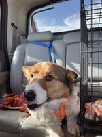 JD, a male Pembroke Welsh Corgi for sale in Akron, CO – 9 of 10