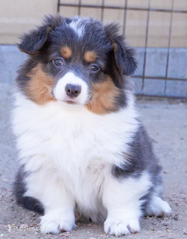 SKYE – Pembroke Welsh Corgi puppy for sale in Akron, CO