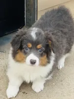 SKYE, a female Pembroke Welsh Corgi for sale in Akron, CO – 1 of 4