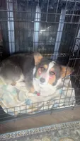 Maui, a female Pembroke Welsh Corgi for sale in Akron, CO – 6 of 10