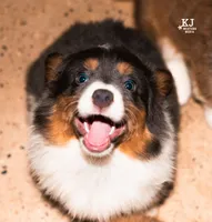 SKYE, a female Pembroke Welsh Corgi for sale in Akron, CO – 2 of 4