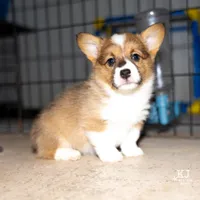 Waffles, a female Pembroke Welsh Corgi for sale in Akron, CO – 2 of 5
