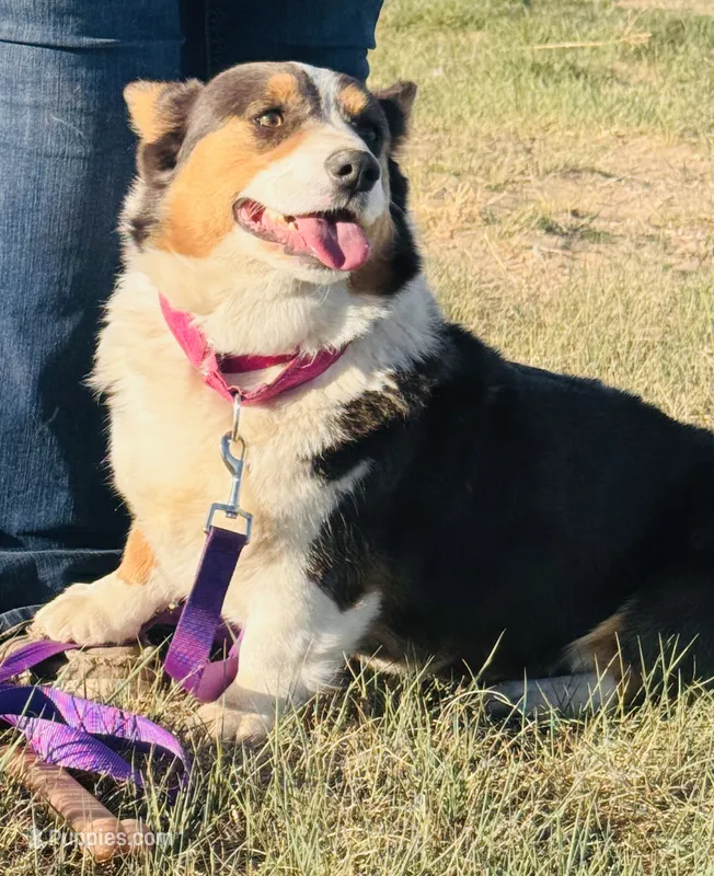 Maui – Pembroke Welsh Corgi puppy for sale in Akron, CO