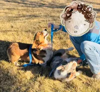 JD, a male Pembroke Welsh Corgi for sale in Akron, CO – 5 of 10