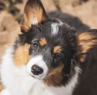 Spur, a female Pembroke Welsh Corgi for sale in Akron, CO – 2 of 2