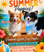 SKYE, a female Pembroke Welsh Corgi for sale in Akron, CO – 4 of 4