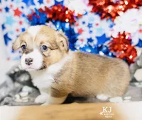 Waffles, a female Pembroke Welsh Corgi for sale in Akron, CO – 3 of 5