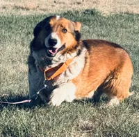 JD, a male Pembroke Welsh Corgi for sale in Akron, CO – 2 of 10