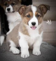 SQUIRREL, a female Pembroke Welsh Corgi for sale in Akron, CO – 2 of 5