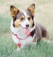 Maui, a female Pembroke Welsh Corgi for sale in Akron, CO – 3 of 10
