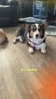 Maui, a female Pembroke Welsh Corgi for sale in Akron, CO – 4 of 10