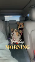 Maui, a female Pembroke Welsh Corgi for sale in Akron, CO – 2 of 10