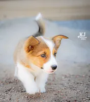 Squirrel has a tail, a female Pembroke Welsh Corgi for sale in Akron, CO – 3 of 3