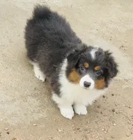SKYE, a female Pembroke Welsh Corgi for sale in Akron, CO – 3 of 4