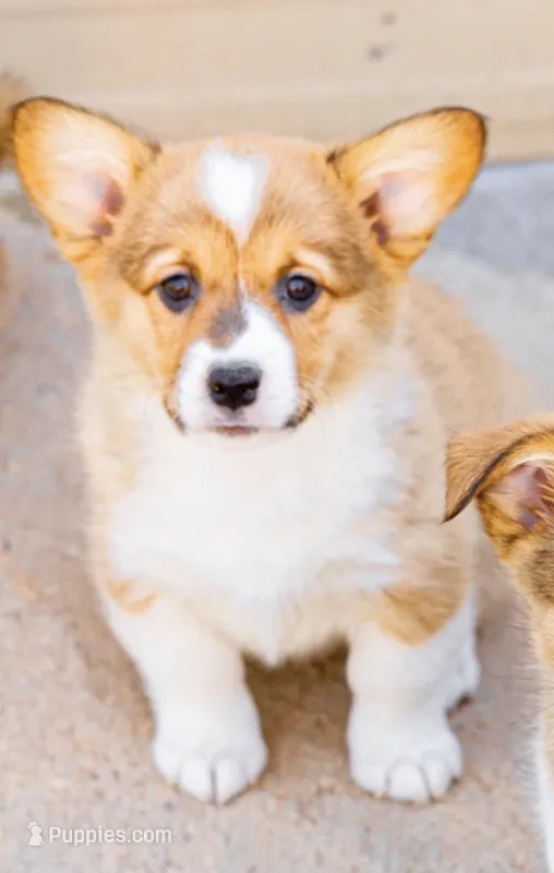 Waffles – Pembroke Welsh Corgi puppy for sale in Akron, CO