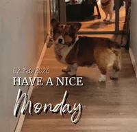 JD, a male Pembroke Welsh Corgi for sale in Akron, CO – 4 of 10