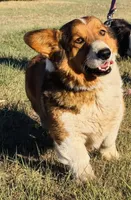 JD, a male Pembroke Welsh Corgi for sale in Akron, CO – 1 of 10