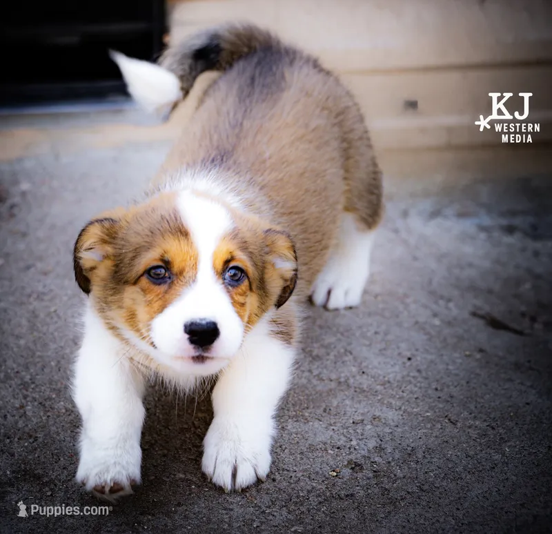 Squirrel has a tail – Pembroke Welsh Corgi puppy for sale in Akron, CO