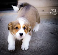 Squirrel has a tail, a female Pembroke Welsh Corgi for sale in Akron, CO – 1 of 3