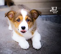 Squirrel has a tail, a female Pembroke Welsh Corgi for sale in Akron, CO – 2 of 3