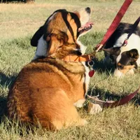 JD, a male Pembroke Welsh Corgi for sale in Akron, CO – 7 of 10