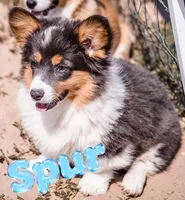 Spur, a female Pembroke Welsh Corgi for sale in Akron, CO – 1 of 2