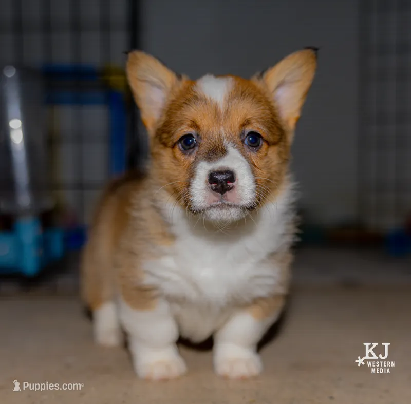 Waffles – Pembroke Welsh Corgi puppy for sale in Akron, CO