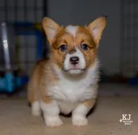 Waffles, a female Pembroke Welsh Corgi for sale in Akron, CO – 1 of 5