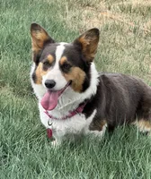 Maui, a female Pembroke Welsh Corgi for sale in Akron, CO – 8 of 10