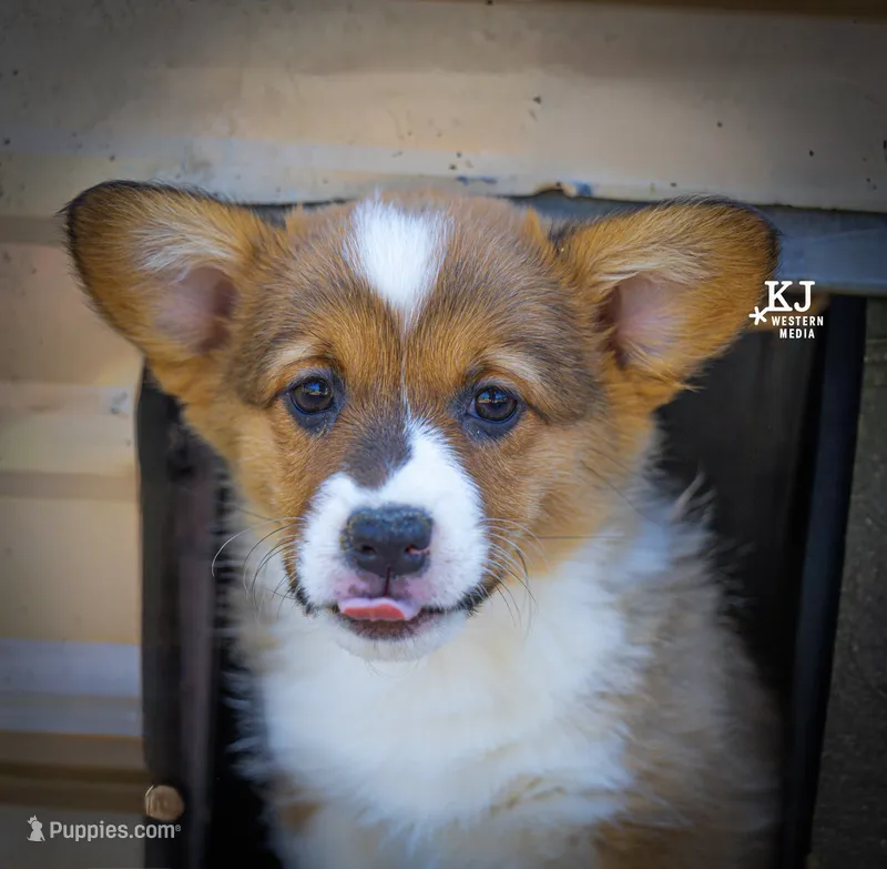 Waffles – Pembroke Welsh Corgi puppy for sale in Akron, CO