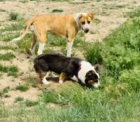 Maui, a female Pembroke Welsh Corgi for sale in Akron, CO – 7 of 10