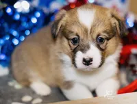 Waffles, a female Pembroke Welsh Corgi for sale in Akron, CO – 4 of 5