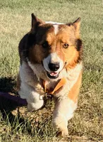 JD, a male Pembroke Welsh Corgi for sale in Akron, CO – 3 of 10