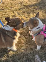 JD, a male Pembroke Welsh Corgi for sale in Akron, CO – 6 of 10